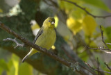 Goldfinch