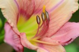 Day Lily
