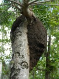 2013GBarrett_DSCN3608_termite nest.JPG