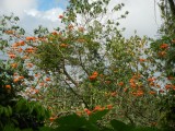 2013¸GBarrett_DSCN3707_Erythrina Tree (Flower Vase Tree).JPG