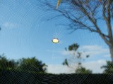 2013¸GBarrett_DSCN3839_Arana spider.JPG