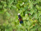 2013¸GBarrett_DSCN4624_wasp sp.JPG