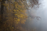 Glowing In The Fog-Roaring Fork Motor Nature Trail