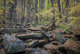 Rocks and Colorful Leaves