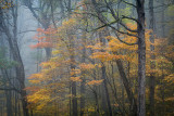 Fall Colors In Fog