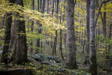 Autumn Golds
