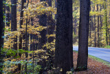 Colors Along The Road
