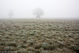 Frost and Fog