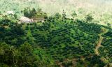 Plantation - Road to Hardware Gap, Blue Mountains