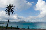 Lone Palm - Montego Bay