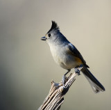 black crested titmouse