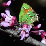 Juniper Hairstreak on a red bud tree