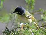 Black capped vireo at South Llano River SP