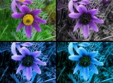 Pulsatilla_c.jpg