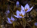 Tulipa_saxatilis_BV3_P1050778_bv_c.jpg