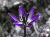 Tulipa_saxatilis_UV_P1050879_c.jpg