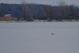 Plongeon huard (Common loon)