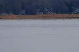 Plongeon Catmarin (Red-throated Loon)