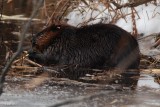 Castor (Beaver)