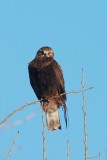 Buse pattue juvénile forme sombre (Rough-legged hawk)
