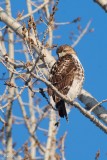 Buse à queue rousse (Red-tailed hawk)