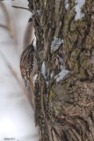 Grimpereau brun (Brown creeper)