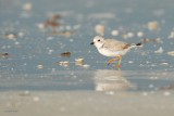 Pluvier siffleur (Piping plover)