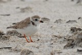 Pluvier siffleur (Piping plover)