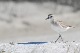 Pluvier argent, plumage hiver (Black-bellied plover)