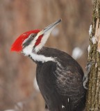 Grand pic (Pileated woodpecker)