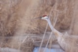 Grue du Canada (Sandhill crane)