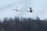 Grue du Canada (Sandhill crane)