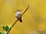 Annas hummingbird, female