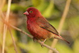 Red-billed Firefinch   Gambia