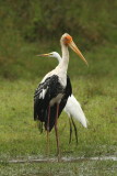 Painted Stork    Sri Lanka
