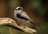 Long Tailed Tit   Llandudno