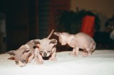 Little sphynxes