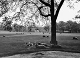 1902 - Sheep Meadow, Central Park