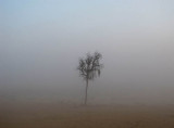 fog tree and sand.jpg