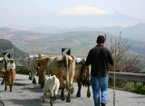 herding cattle.jpg