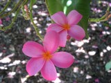 Pink plumeria flowers, Koko Crater Botanical Garden, Oahu, Hawaii