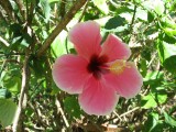 Hibiscus flower (hybrid), Koko Crater Botanical Garden, Oahu, Hawaii