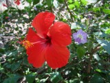 Hibiscus flower (hybrid), Koko Crater Botanical Garden, Oahu, Hawaii