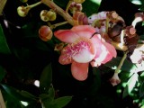 Cannonball tree flower (Couroupita guianensis), Foster Botanical Garden Honolulu