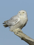 Snowy Owl  0213-4j  Damon Point