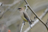 Cedar Waxwing 0313-1j  Yard