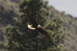 Bald Eagle 0313-4j  Yakima Canyon