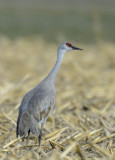 Sandhill Crane  0313-2j  Marion Drain