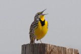 Western Meadowlark  0313-3j  Pumphouse Road