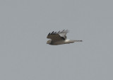 Northern Harrier Male  0313-4j  Pumphouse Road